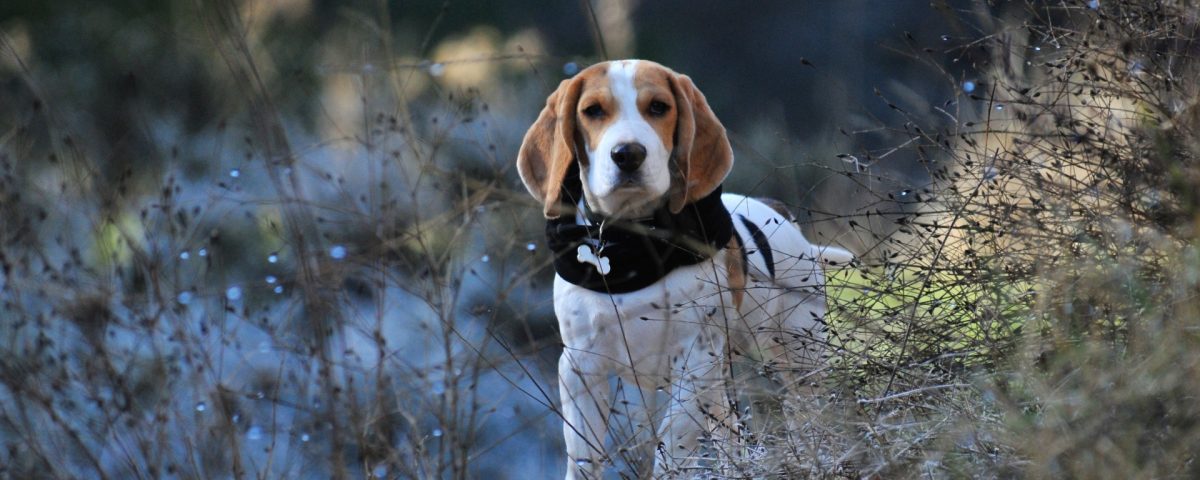 Beagle Walk