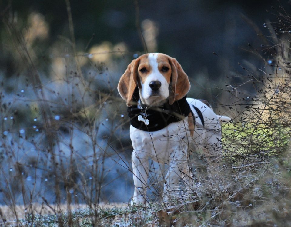 Beagle Walk