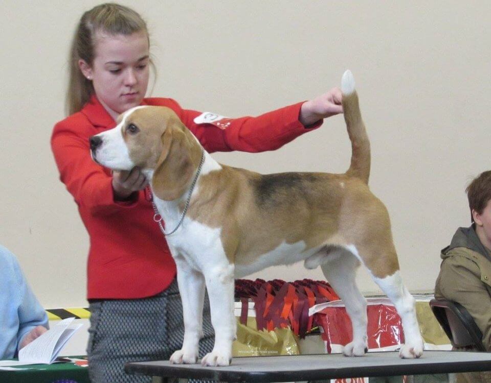 Angus…..Fallowfield Adored at Rhiconich…DOB 13/8/2014….. Ch Fallowfield Royal Richard x Fallowfield Adele