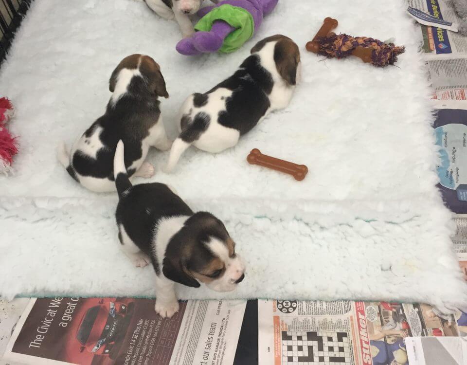 Bella's Pups