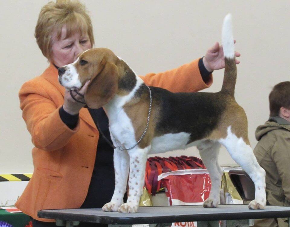 Jarvis…...Rhiconich Jarvis…………………..DOB 7/4/2016...…...Dum Dum Diddle from Elly’s Pack at Fallowfield x Fallowfield Talulah at Rhiconich.