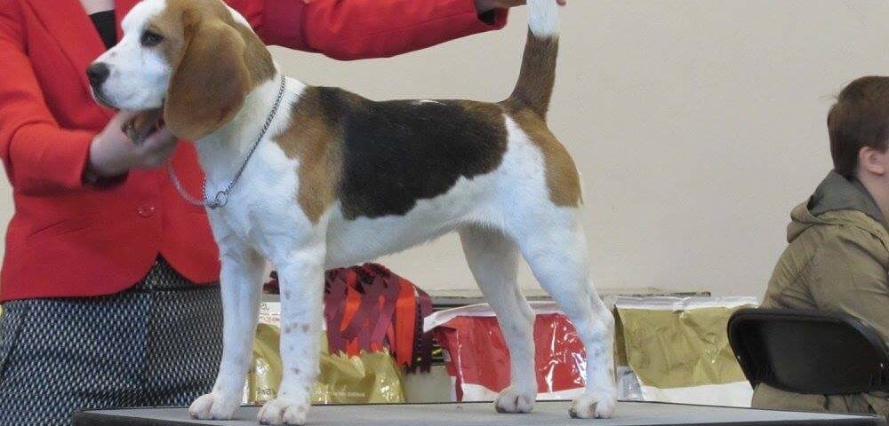 Dum Dum Diddle from Elly’s Pack at Fallowfield x Fallowfield Talulah at Rhiconich..Jasmine is handled by Ella in the show ring.