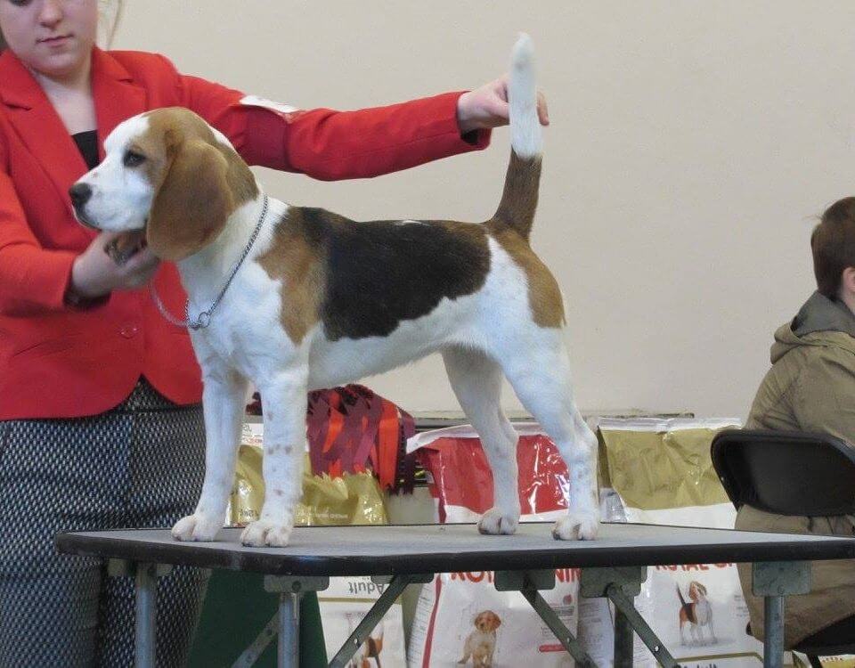 Dum Dum Diddle from Elly’s Pack at Fallowfield x Fallowfield Talulah at Rhiconich..Jasmine is handled by Ella in the show ring.