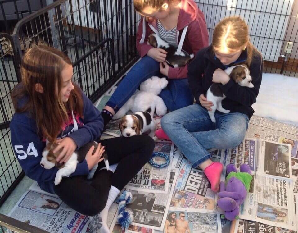 Puppy Socialisation